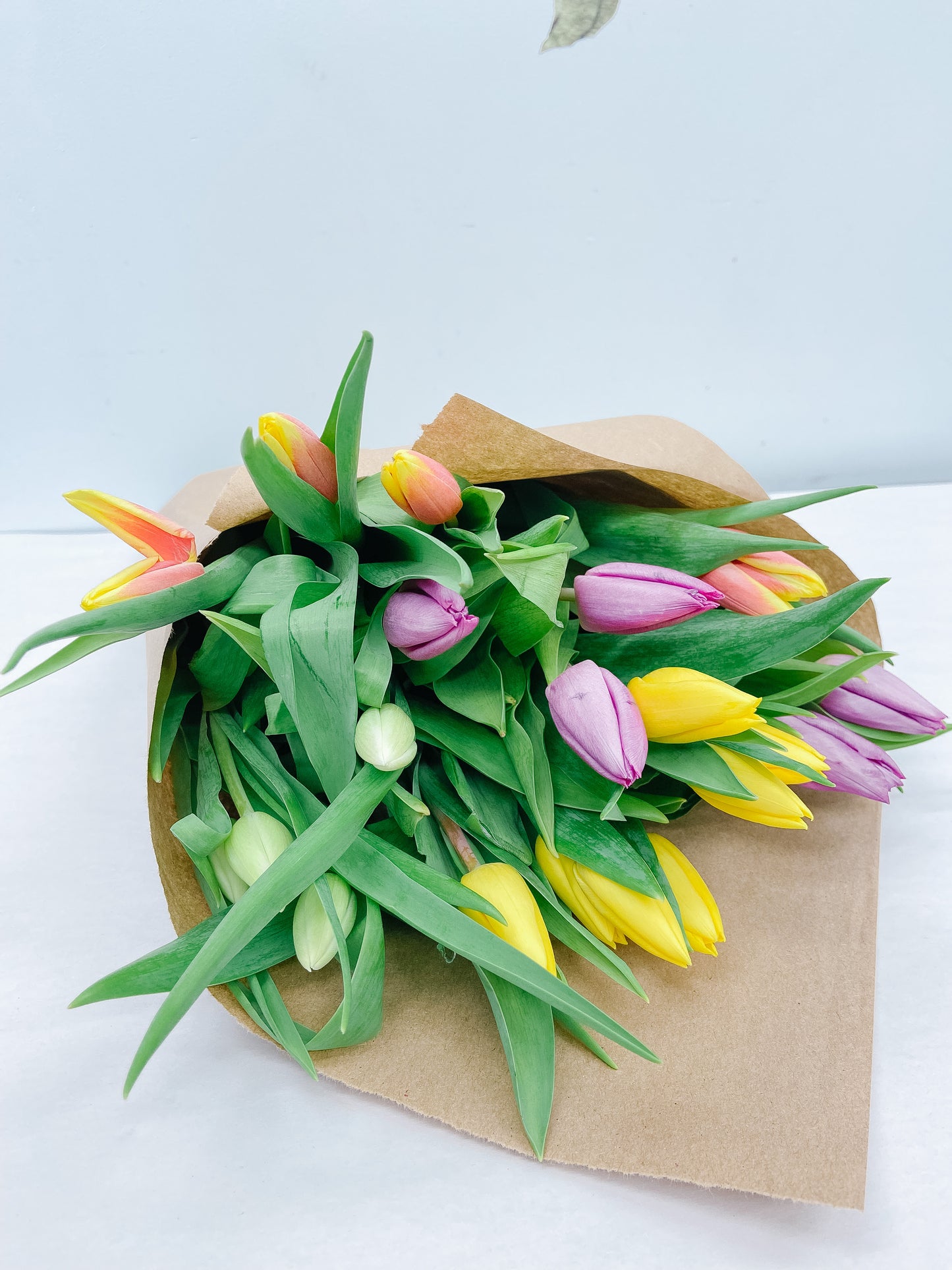Gimme Gimme Tulips